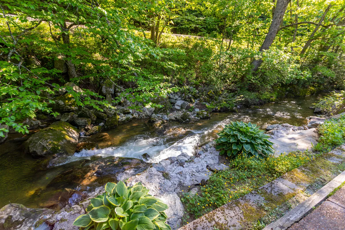 A close-up of the glistening water stream cutting through lush green foliage and a rocky riverbed, with hostas in the foreground. The tranquil mood is accentuated by subtle sunset reflections and hints of wildlife by the water.